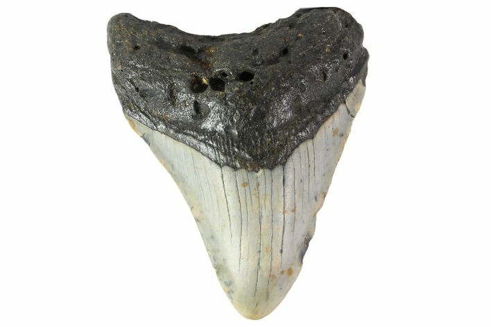 Fossil Megalodon Tooth - North Carolina #152984